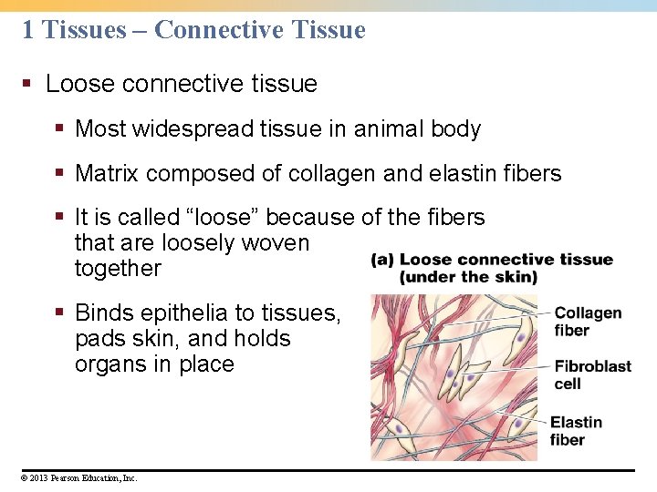 1 Tissues – Connective Tissue § Loose connective tissue § Most widespread tissue in