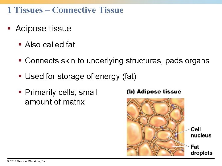 1 Tissues – Connective Tissue § Adipose tissue § Also called fat § Connects