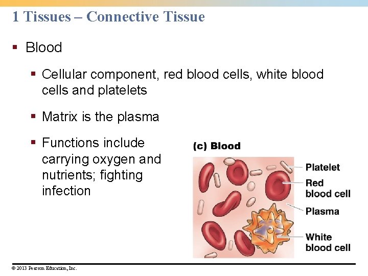 1 Tissues – Connective Tissue § Blood § Cellular component, red blood cells, white