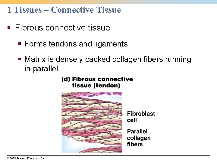 1 Tissues – Connective Tissue § Fibrous connective tissue § Forms tendons and ligaments