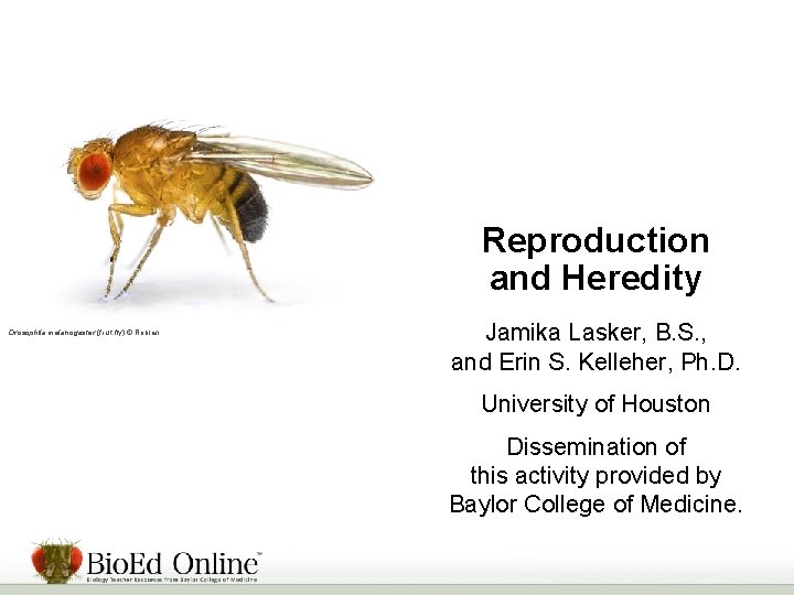 Reproduction and Heredity Drosophila melanogaster (fruit fly) © Roblan. Jamika Lasker, B. S. ,