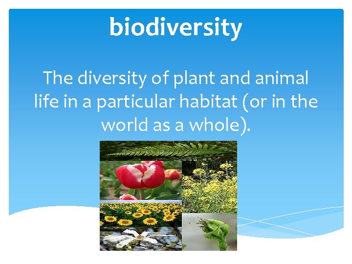 biodiversity The diversity of plant and animal life in a particular habitat (or in