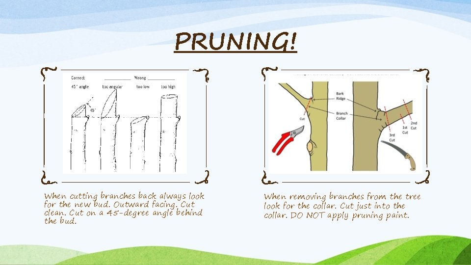 PRUNING! When cutting branches back always look for the new bud. Outward facing. Cut PRUNING! When cutting branches back always look for the new bud. Outward facing. Cut