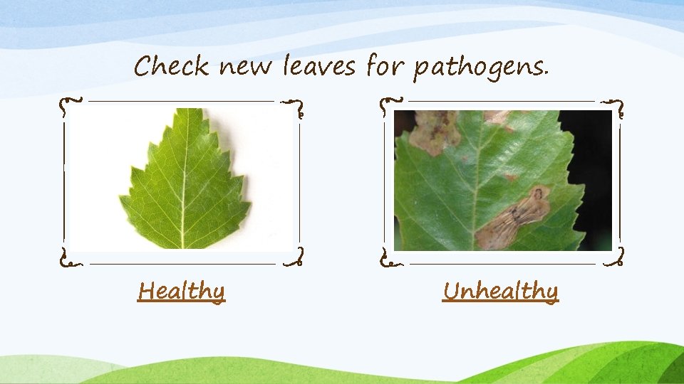Check new leaves for pathogens. Healthy Unhealthy Check new leaves for pathogens. Healthy Unhealthy