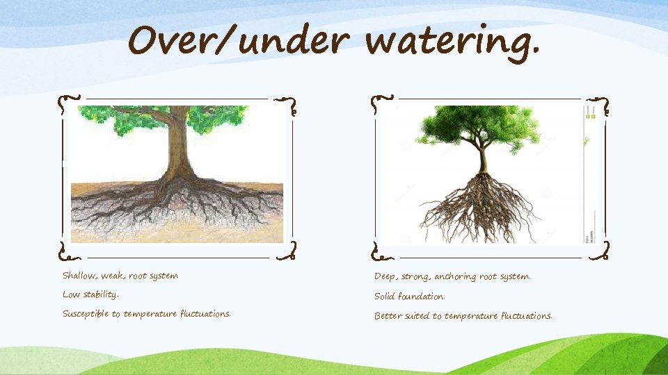 Over/under watering. Shallow, weak, root system Deep, strong, anchoring root system. Low stability. Solid Over/under watering. Shallow, weak, root system Deep, strong, anchoring root system. Low stability. Solid
