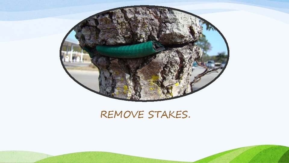 REMOVE STAKES. REMOVE STAKES.