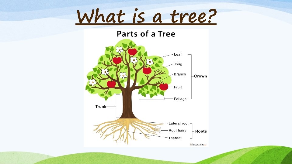 What is a tree? What is a tree?