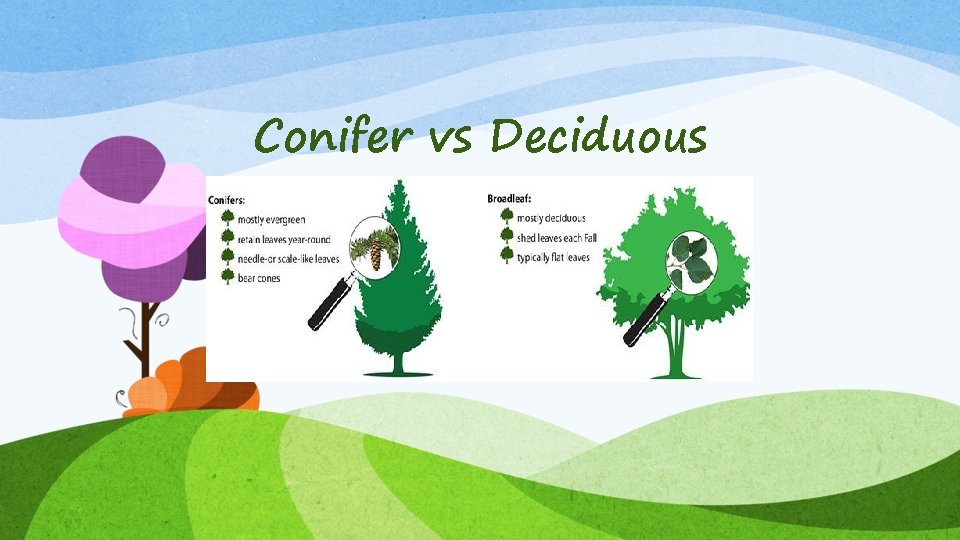Conifer vs Deciduous Conifer vs Deciduous
