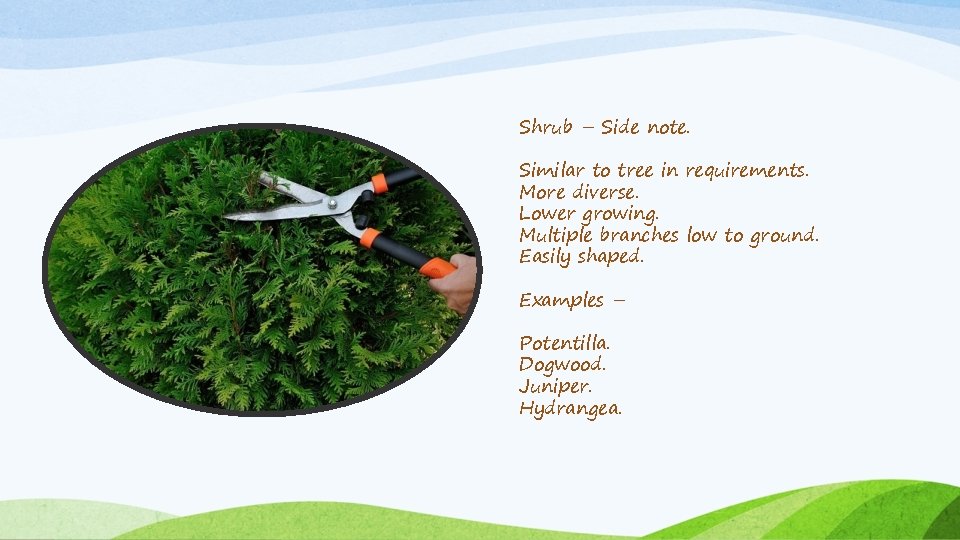 Shrub – Side note. Similar to tree in requirements. More diverse. Lower growing. Multiple Shrub – Side note. Similar to tree in requirements. More diverse. Lower growing. Multiple