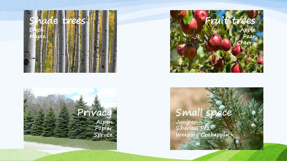 Shade trees Fruit trees Birch. Maple. Apple. Pear. Cherry. Privacy Aspen. Poplar. Spruce. Small Shade trees Fruit trees Birch. Maple. Apple. Pear. Cherry. Privacy Aspen. Poplar. Spruce. Small