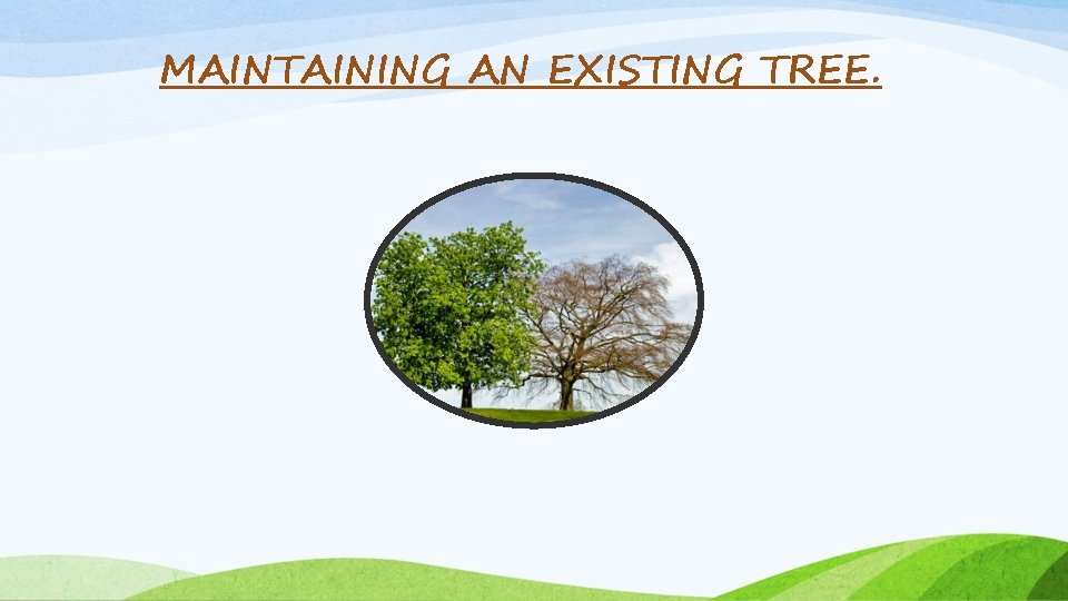 MAINTAINING AN EXISTING TREE. MAINTAINING AN EXISTING TREE.