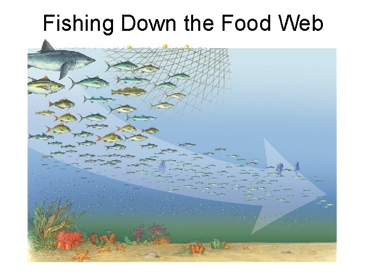 Fishing Down the Food Web 