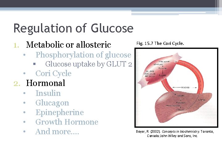 Regulation of Glucose 1. Metabolic or allosteric • Phosphorylation of glucose § • Fig.