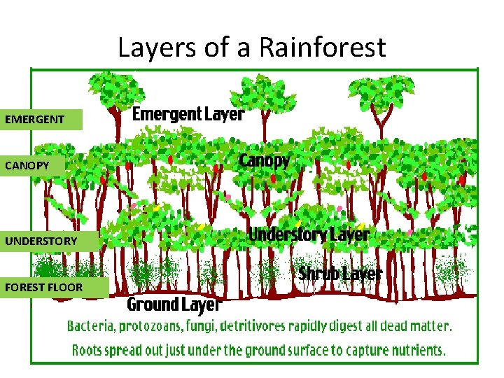 Layers of a Rainforest EMERGENT CANOPY UNDERSTORY FOREST FLOOR 