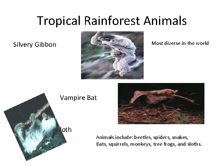 Tropical Rainforest Animals Silvery Gibbon Most diverse in the world Vampire Bat Sloth Animals