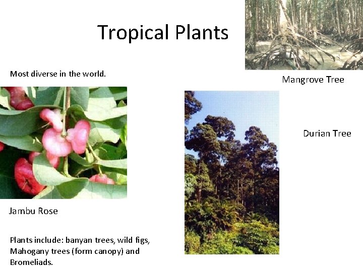 Tropical Plants Most diverse in the world. Mangrove Tree Durian Tree Jambu Rose Plants