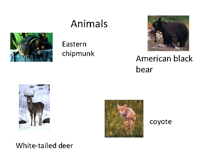 Animals Eastern chipmunk American black bear coyote White-tailed deer 