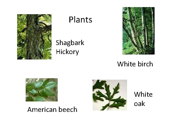 Plants Shagbark Hickory White birch American beech White oak 