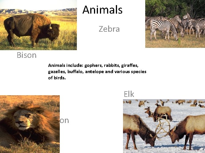 Animals Zebra Bison Animals include: gophers, rabbits, giraffes, gazelles, buffalo, antelope and various species