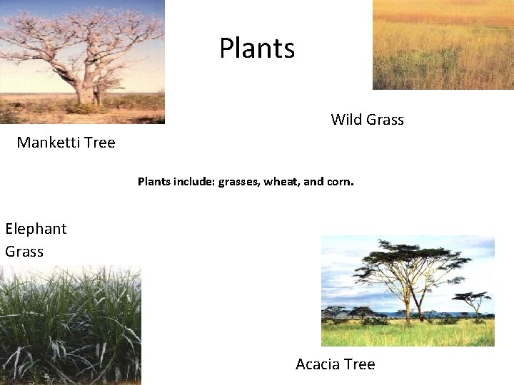 Plants Wild Grass Manketti Tree Plants include: grasses, wheat, and corn. Elephant Grass Acacia