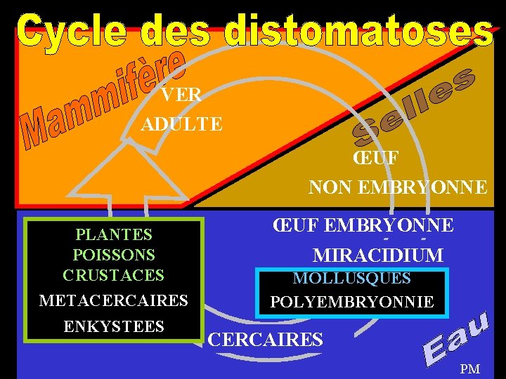 VER ADULTE ŒUF NON EMBRYONNE PLANTES POISSONS CRUSTACES METACERCAIRES ENKYSTEES ŒUF EMBRYONNE MIRACIDIUM MOLLUSQUES