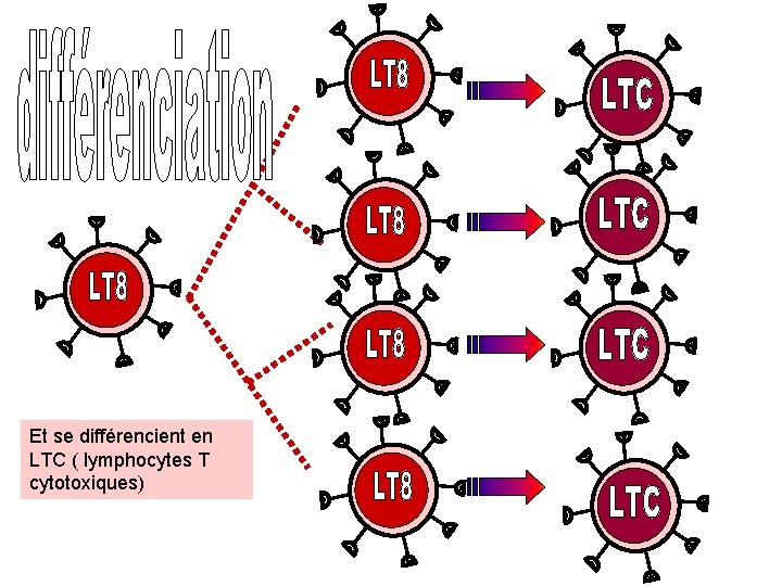 Et se différencient en LTC ( lymphocytes T cytotoxiques) 