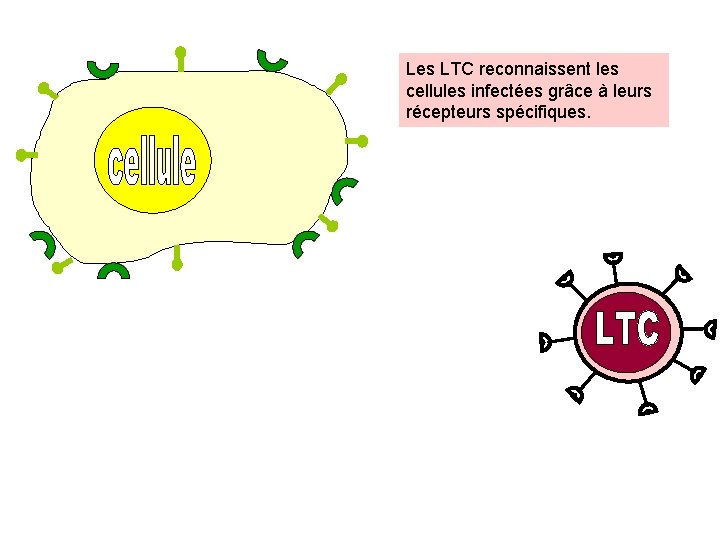 Les LTC reconnaissent les cellules infectées grâce à leurs récepteurs spécifiques. 
