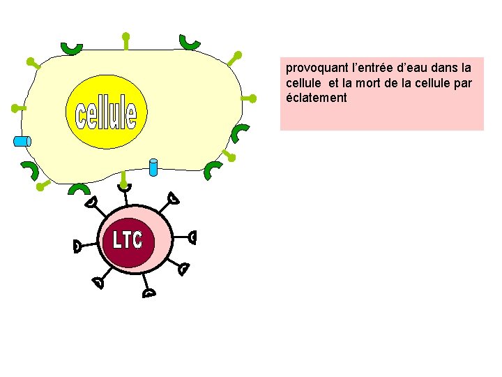 provoquant l’entrée d’eau dans la cellule et la mort de la cellule par éclatement