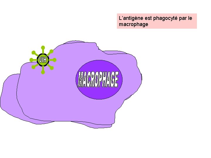 L’antigène est phagocyté par le macrophage 