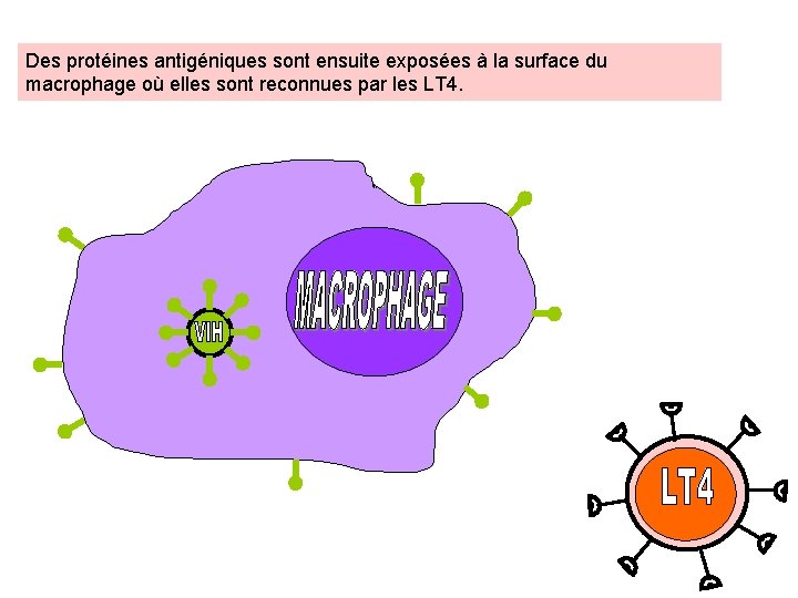 Des protéines antigéniques sont ensuite exposées à la surface du macrophage où elles sont