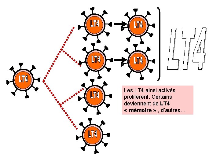 Les LT 4 ainsi activés prolifèrent. Certains deviennent de LT 4 « mémoire »