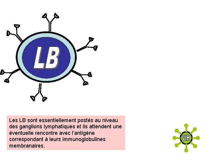 Les LB sont essentiellement postés au niveau des ganglions lymphatiques et ils attendent une