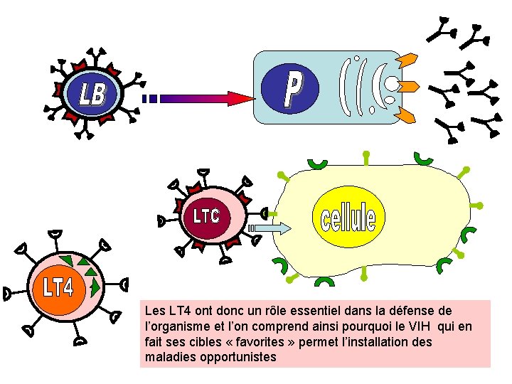 Les LT 4 ont donc un rôle essentiel dans la défense de l’organisme et