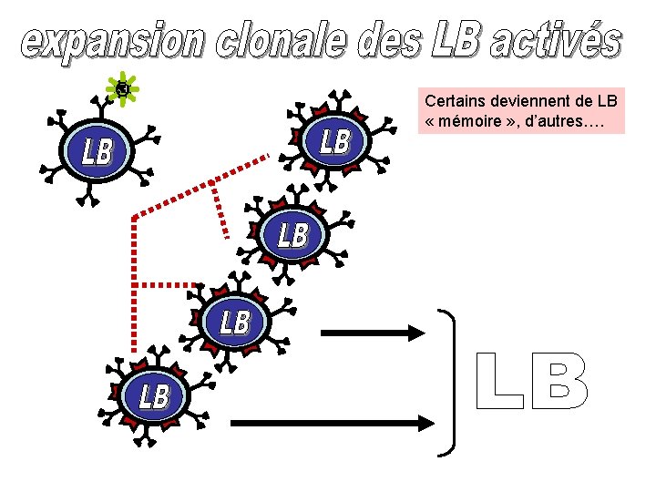 Certains deviennent de LB « mémoire » , d’autres…. 