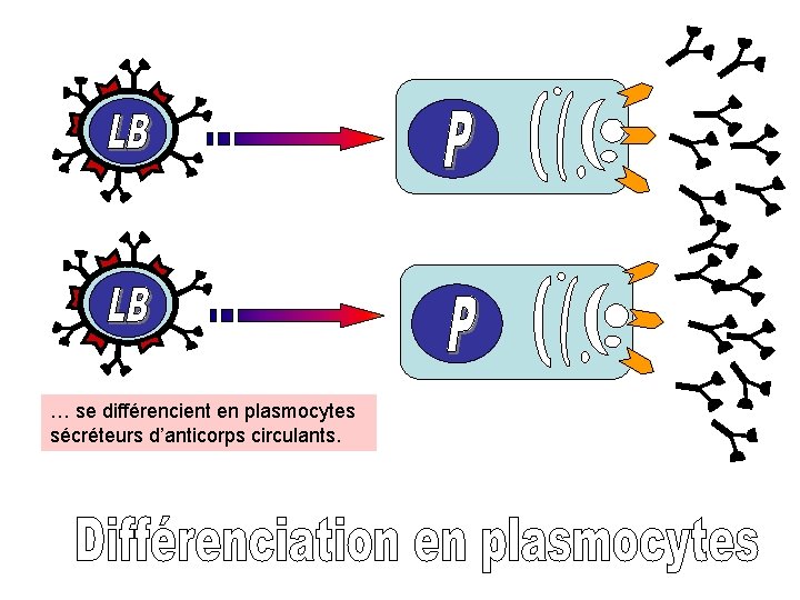 … se différencient en plasmocytes sécréteurs d’anticorps circulants. 