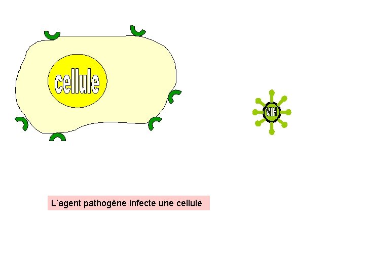 L’agent pathogène infecte une cellule 