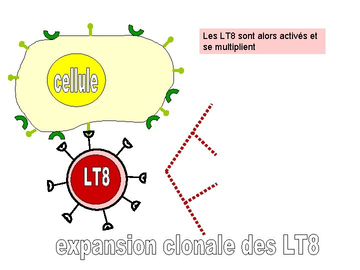 Les LT 8 sont alors activés et se multiplient 