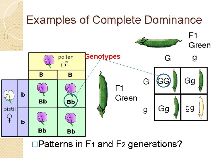 Examples of Complete Dominance Genotypes �Patterns in F 1 and F 2 generations? 