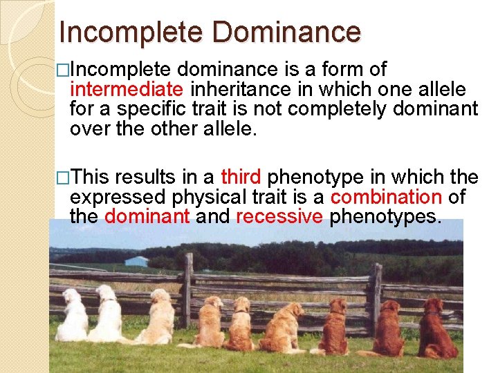 Incomplete Dominance �Incomplete dominance is a form of intermediate inheritance in which one allele