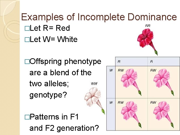 Examples of Incomplete Dominance �Let R= Red �Let W= White �Offspring phenotype are a