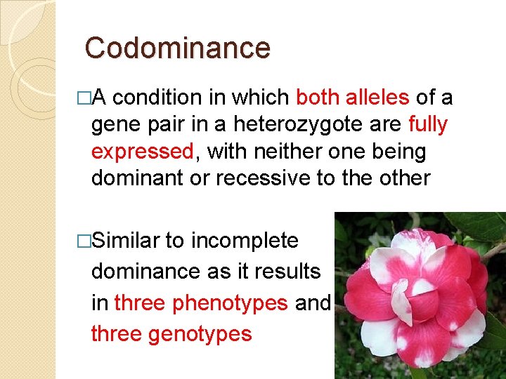 Codominance �A condition in which both alleles of a gene pair in a heterozygote