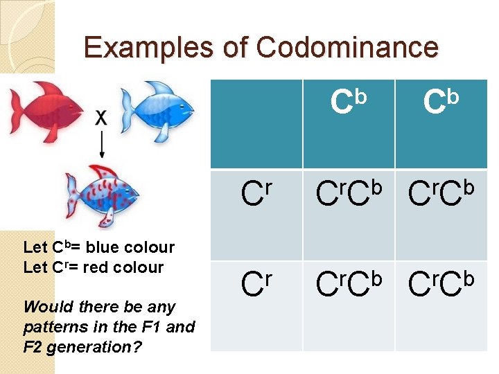 Examples of Codominance b C Let Cb= blue colour Let Cr= red colour Would