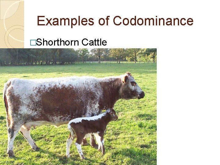 Examples of Codominance �Shorthorn Cattle 