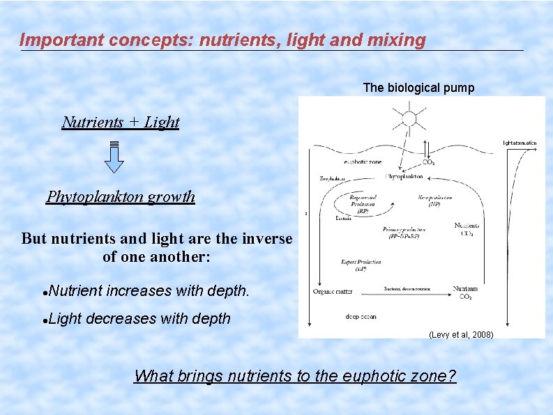 Important concepts: nutrients, light and mixing The biological pump Nutrients + Light Phytoplankton growth