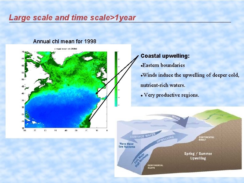 Large scale and time scale>1 year Annual chl mean for 1998 Coastal upwelling: Eastern