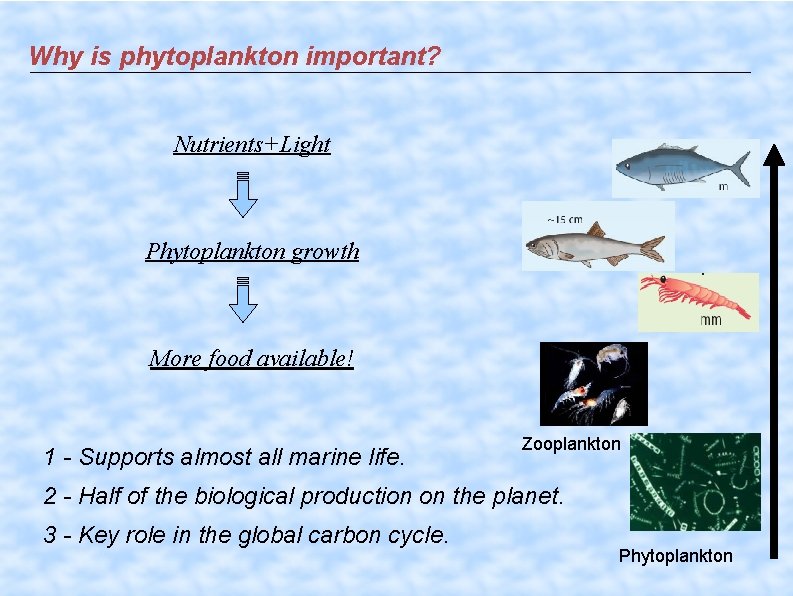 Why is phytoplankton important? Nutrients+Light Phytoplankton growth More food available! 1 - Supports almost
