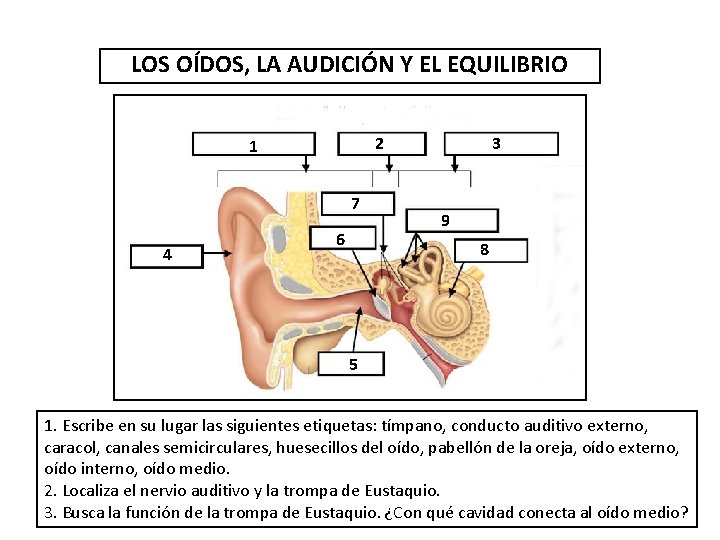 LOS OÍDOS, LA AUDICIÓN Y EL EQUILIBRIO 2 1 7 4 6 3 9