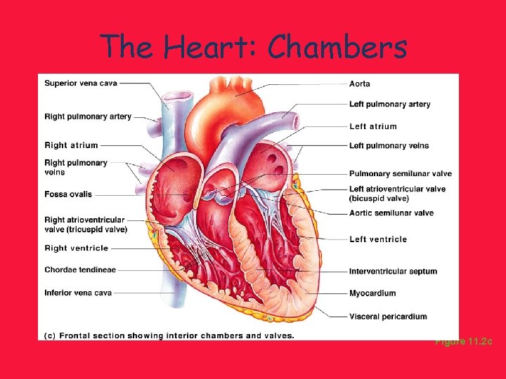 The Heart: Chambers Figure 11. 2 c 