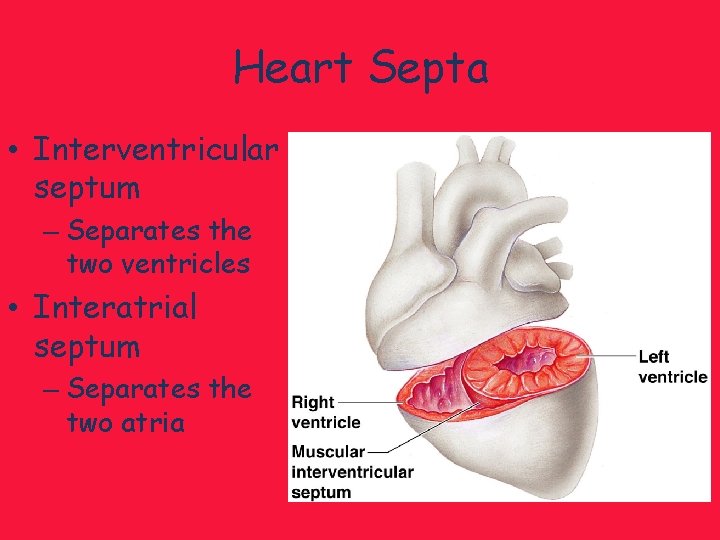 Heart Septa • Interventricular septum – Separates the two ventricles • Interatrial septum –
