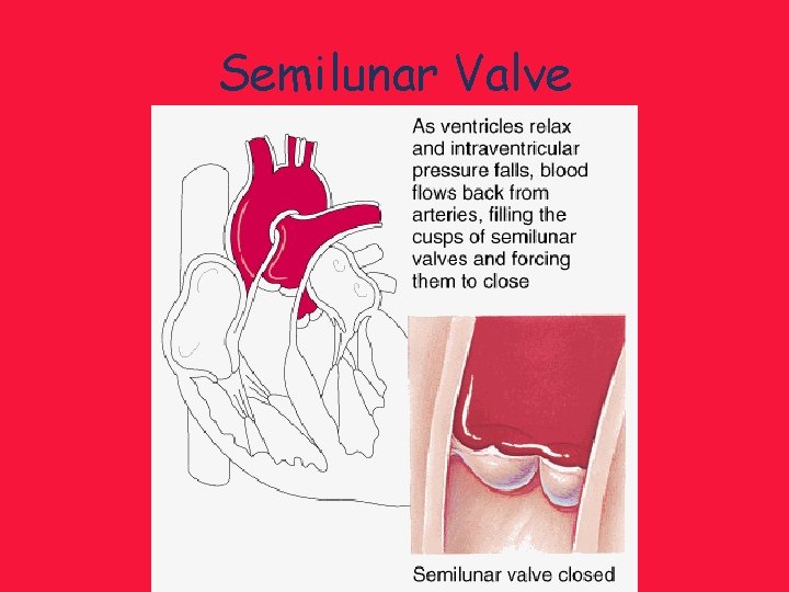 Semilunar Valve 